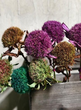 天然绿毛球干花花束石竹球家居茶社店铺软装饰高级感搭配材料真花
