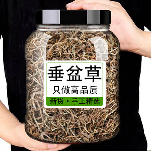 垂盆草中药材500g新货泡水野生垂盆草的功效与作用护甘好新鲜干货