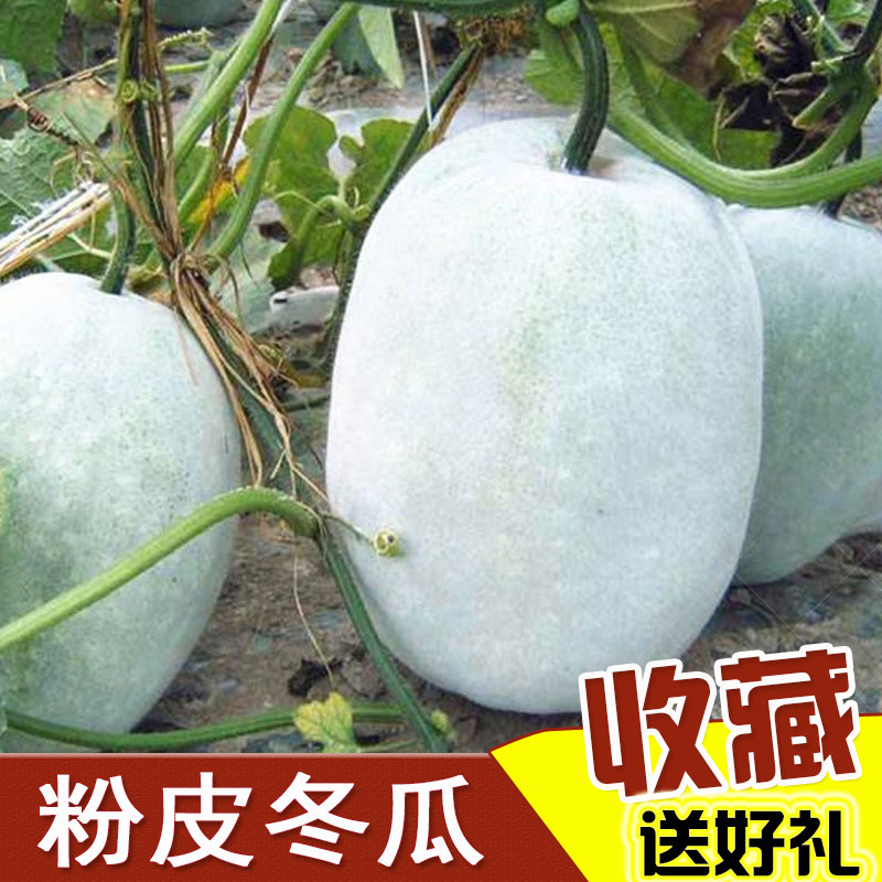 冬瓜苗的价格 冬瓜苗的优惠券 冬瓜苗十大排行榜 冬瓜苗淘宝哪家好 绝对值