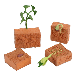 仿真植物成长周期动物模型种子发芽生长过程儿童科教认知玩具套装