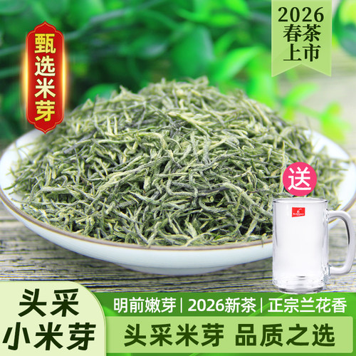 静香信阳毛尖2026新茶甄选小米芽