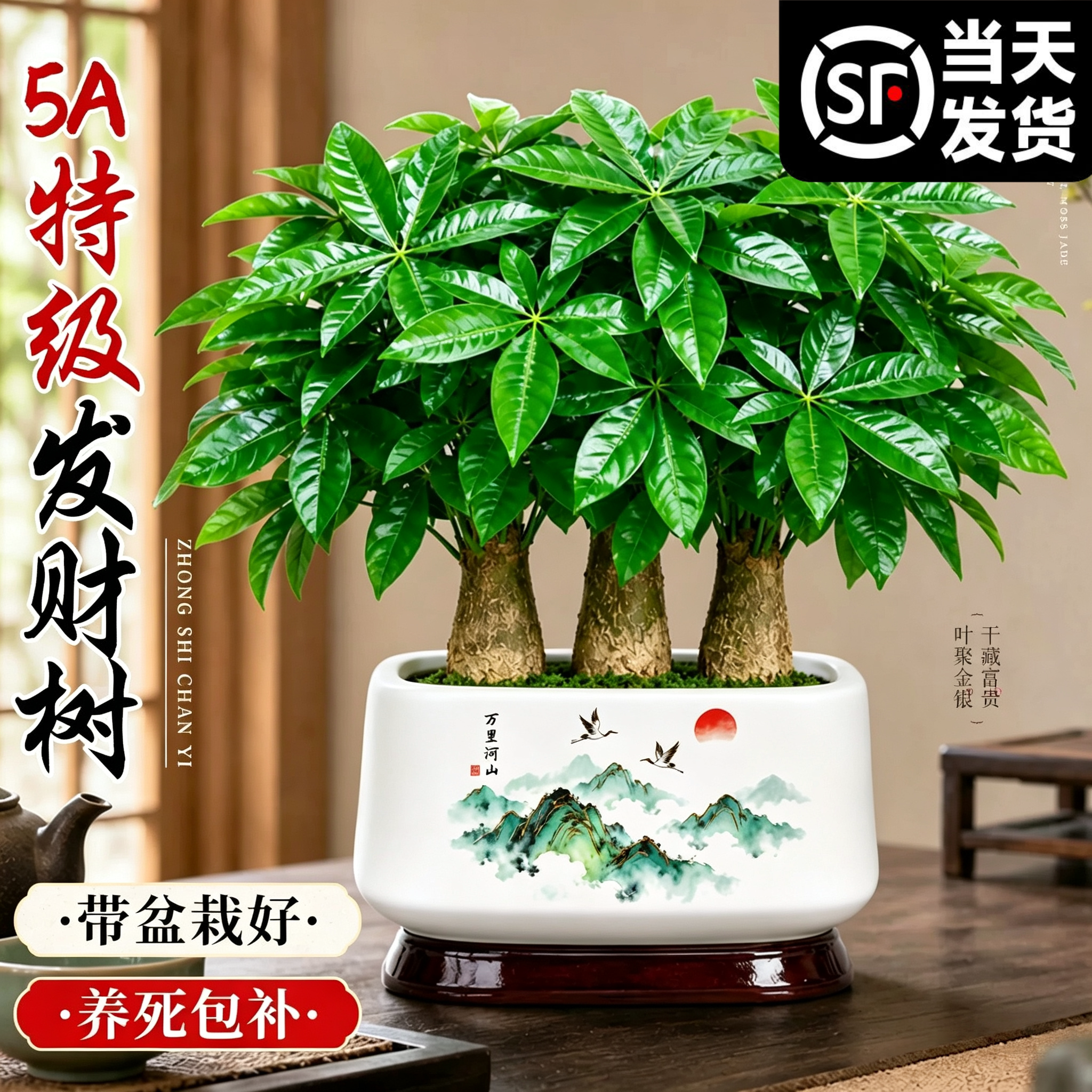 三杆发财树盆栽室内好养旺宅植物四季常青办公室桌面绿植招财树