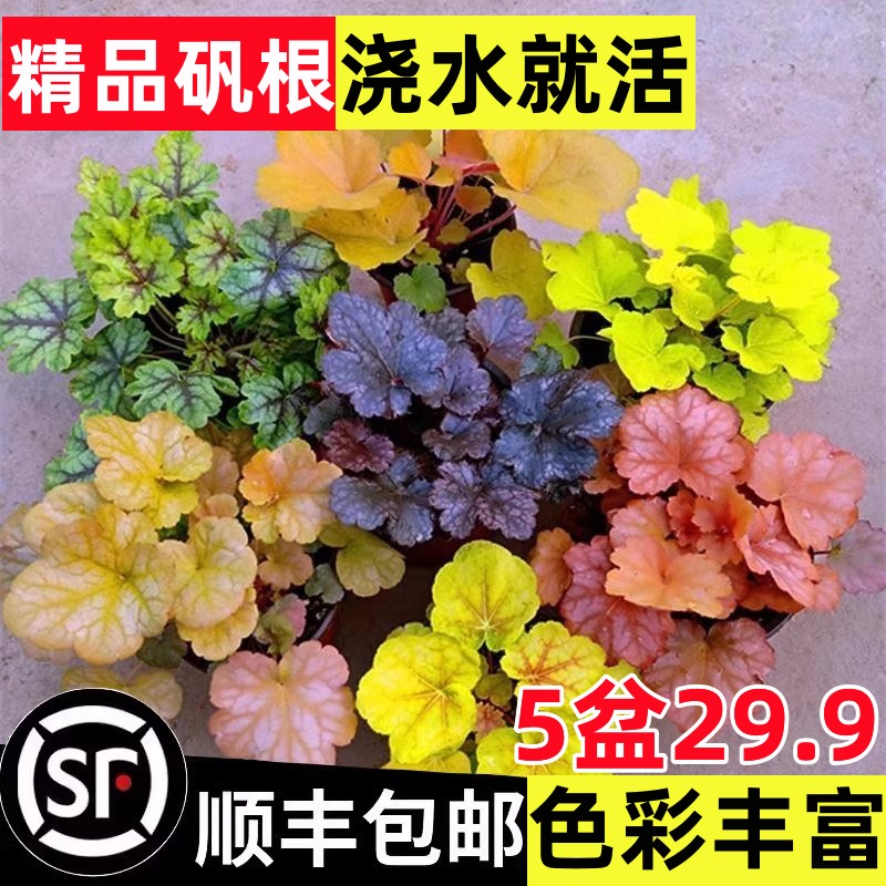 矾根盆栽花卉植物室内好养的花苗四季常青观叶庭院耐寒花园易成活