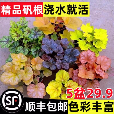 矾根盆栽花卉植物室内好养的
