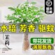 茉莉花水培植物盆栽办公室内桌面好养懒人鲜花绿植九里香水养花卉