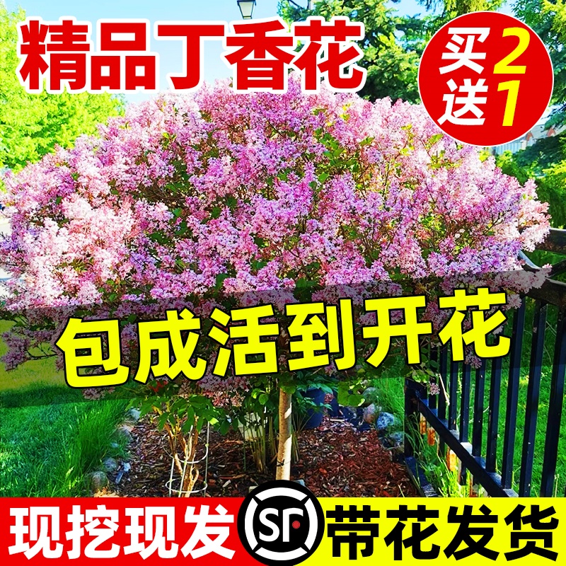 丁香花树苗盆栽阳台庭院浓