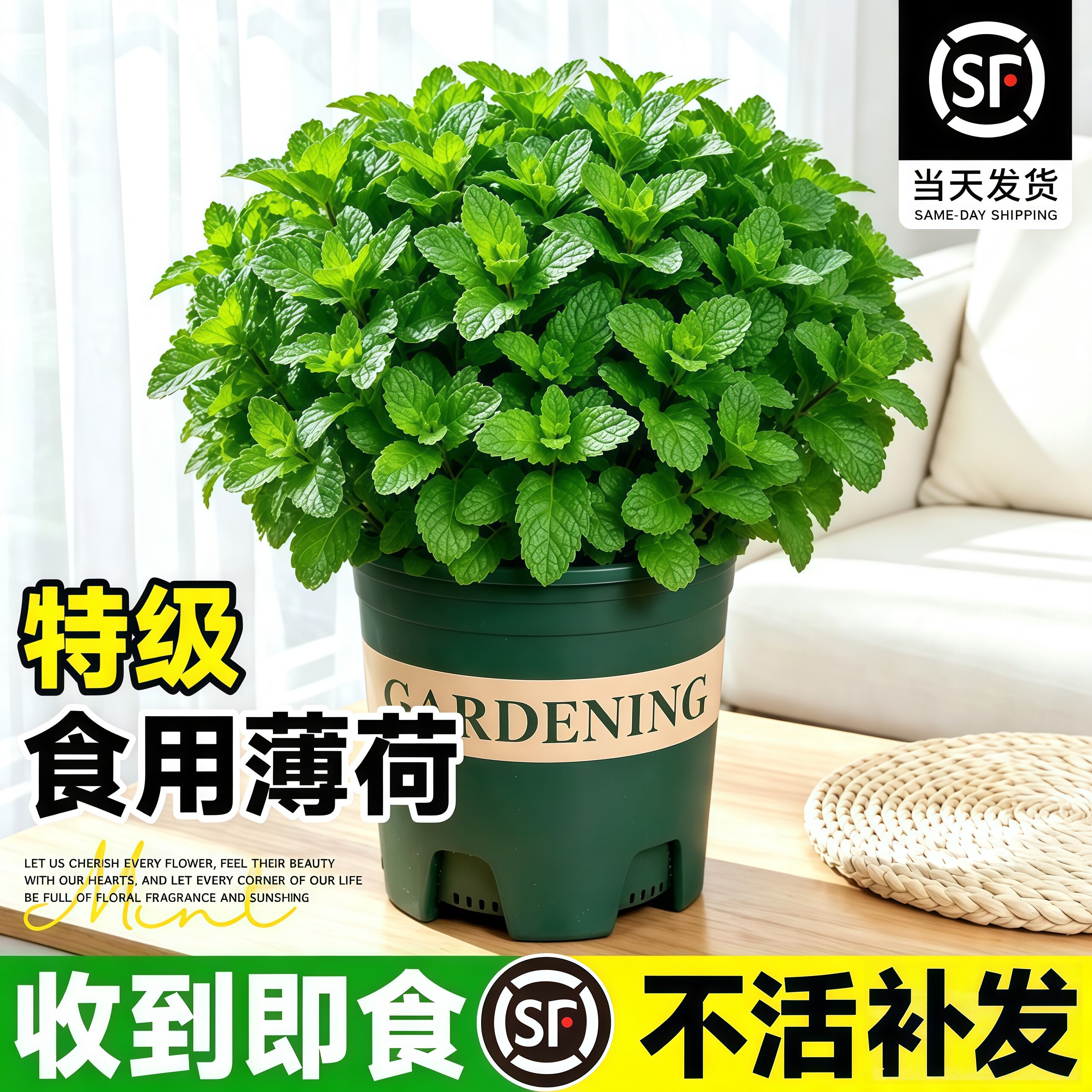 薄荷盆栽可食用植物迷迭香留兰香薄荷大苗叶室内桌面绿植四季好养图片