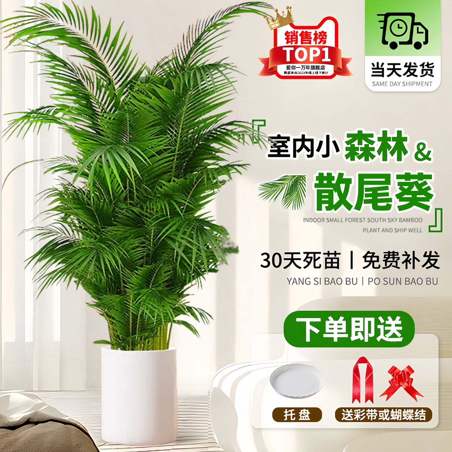 【送货上门】散尾葵植物盆栽室内