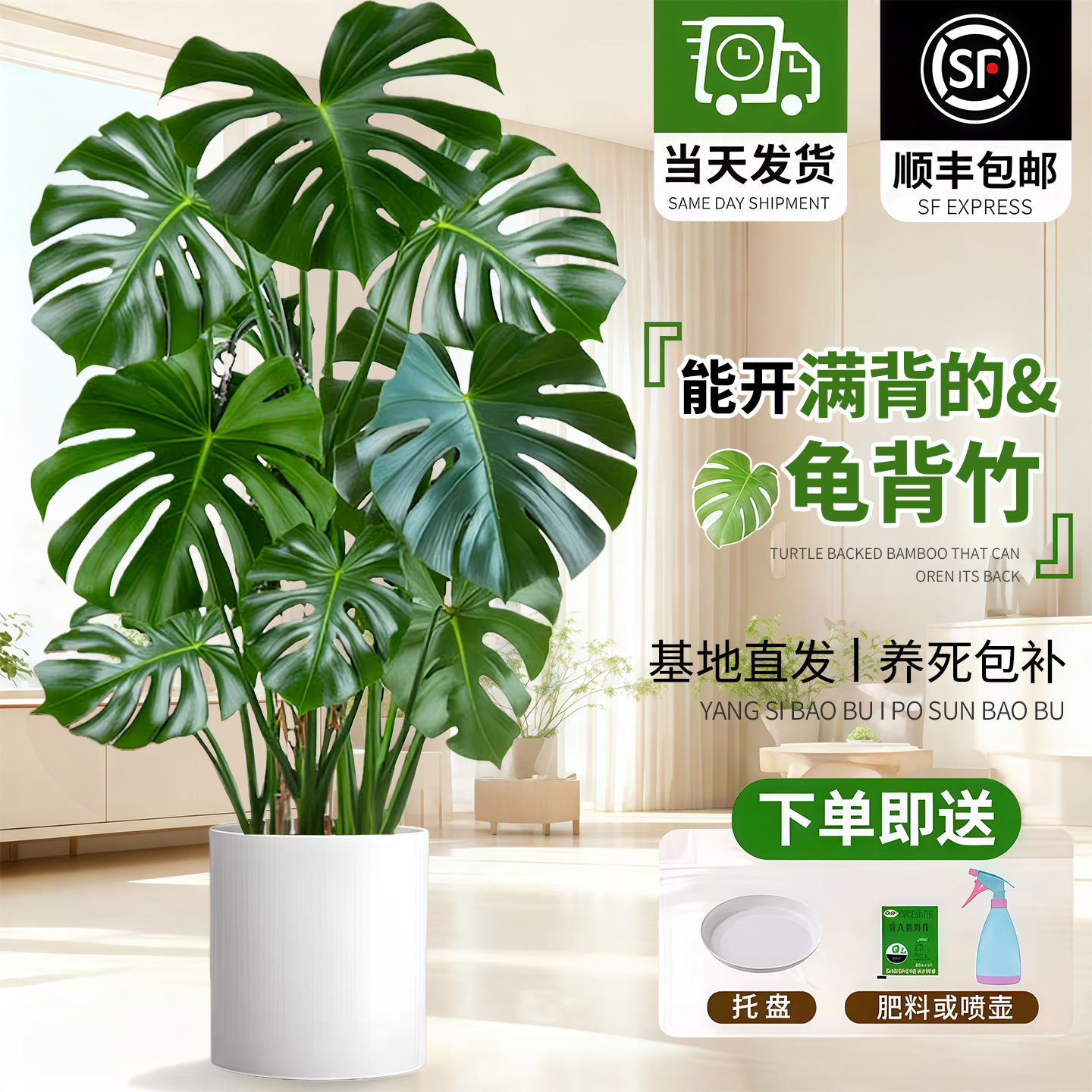 【送货上门】龟背竹客厅盆栽老桩