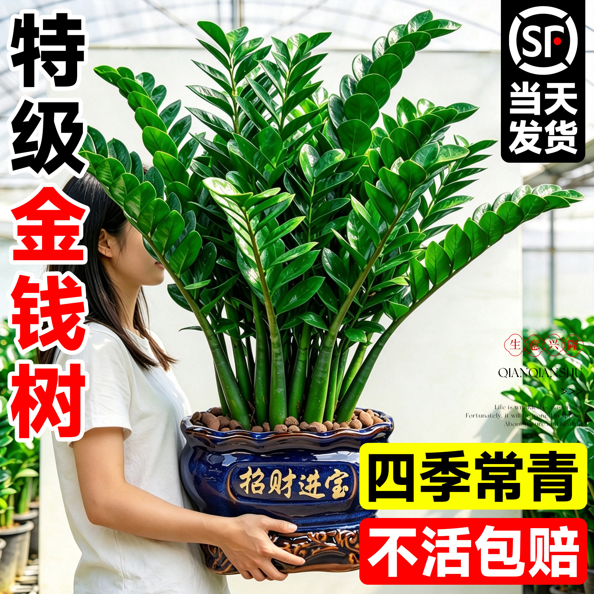 【招财进宝】金钱树盆栽四季常青图片