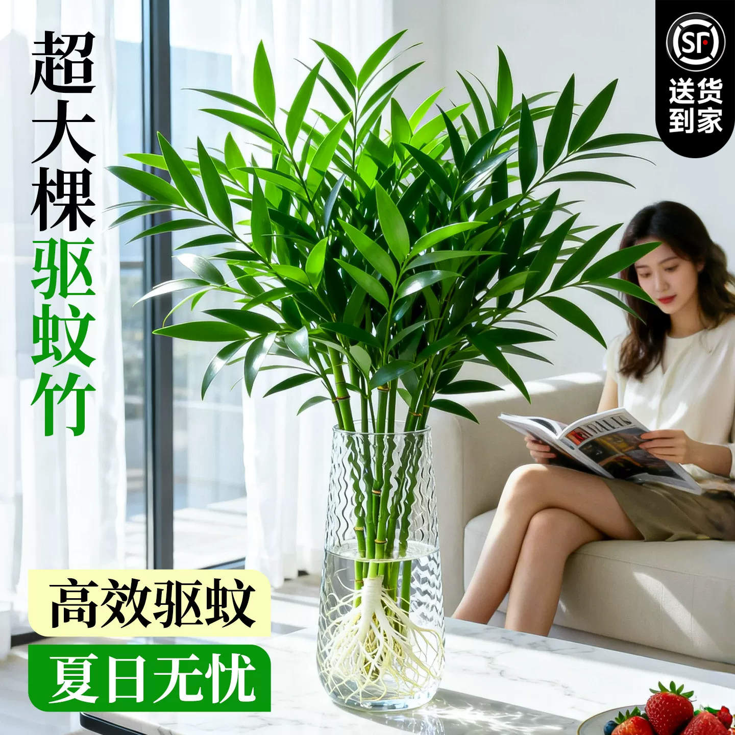 驱蚊竹柏水培植物室内盆栽好养客厅大棵水养竹子特大桌面四季绿植 - 实物图