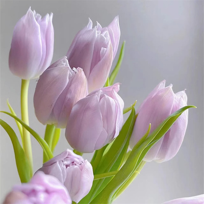 5颗郁金香种球水培玻璃瓶