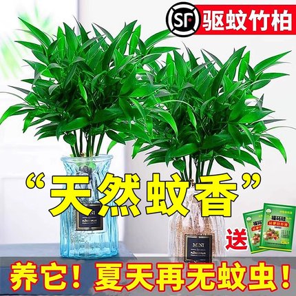 驱蚊竹柏水培植物室内水养绿植花卉盆栽办公室桌面四季常青好养活