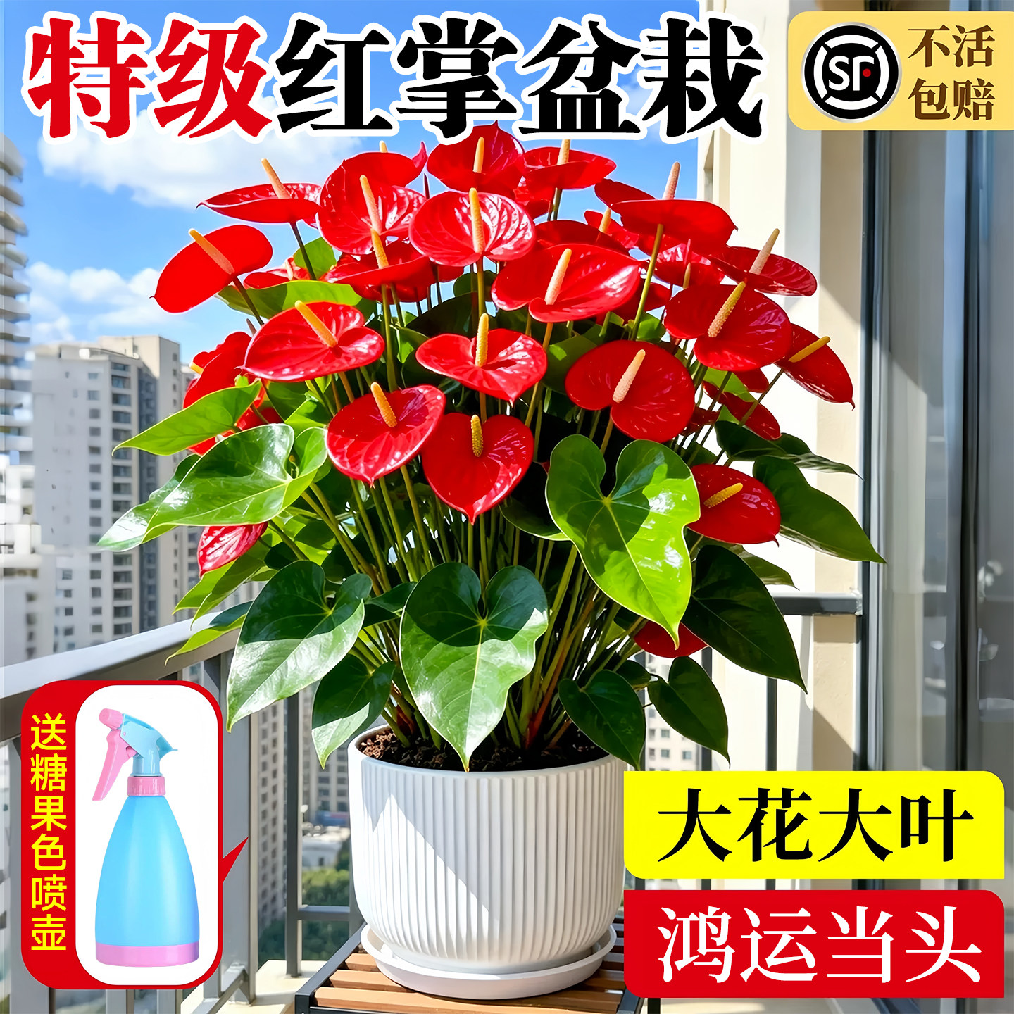 特大红掌盆栽多花带客厅落