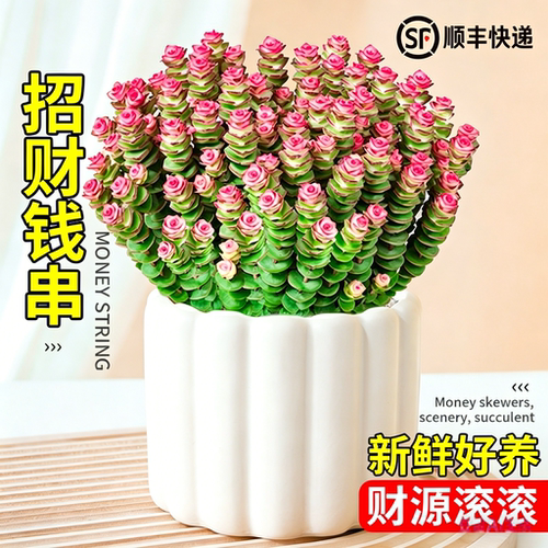 钱串子多肉盆栽旺宅钱多多好养