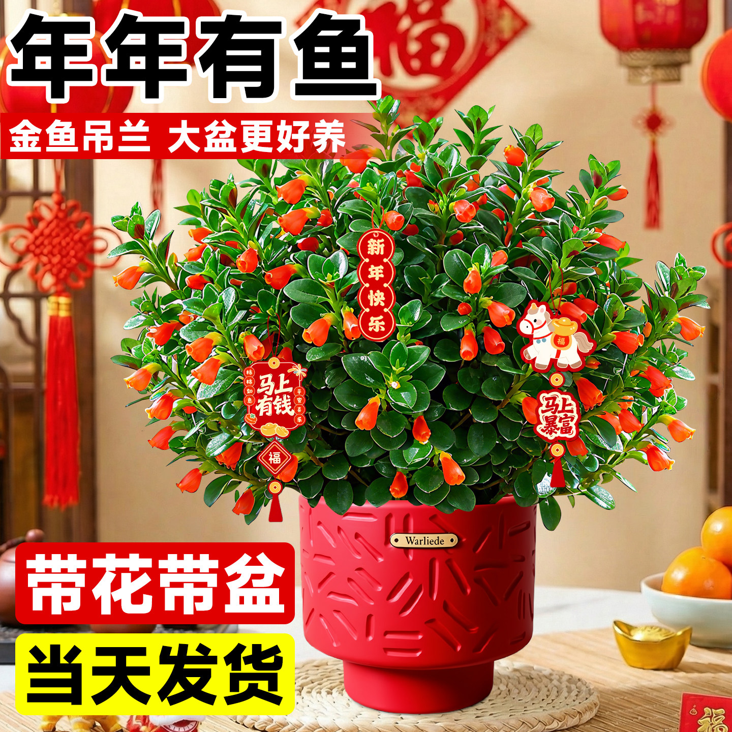 金鱼吊兰盆栽带花苞大盆室内阳台花卉客厅旺宅植物桌面绿植好养活