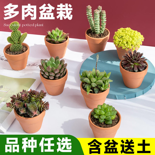 【教师节幼儿园】桌面迷你多肉