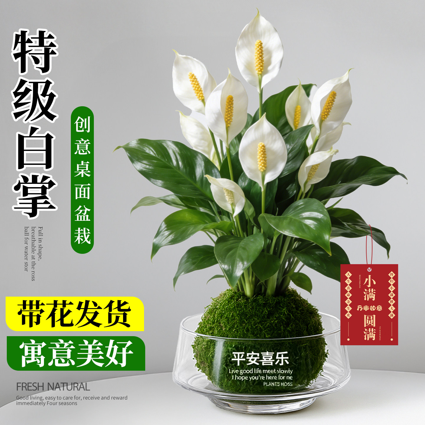 一帆风顺白掌盆栽水培旺宅花卉苔藓球室内吸甲醛绿植物桌面小盆景,鲜花速递/花卉仿真/绿植园艺,绿植,淘宝优惠券,粉丝福利购,淘宝优惠卷