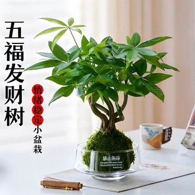 发财树摆小盆栽乔迁之喜客厅旺宅