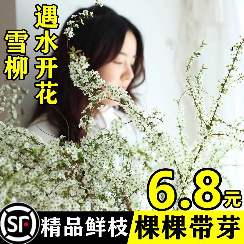 雪柳鲜枝带花苞干枝水养银柳真花客厅摆件龙柳水培绿植物花卉室内
