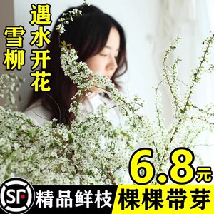 【2周开爆】雪柳鲜枝水培花卉