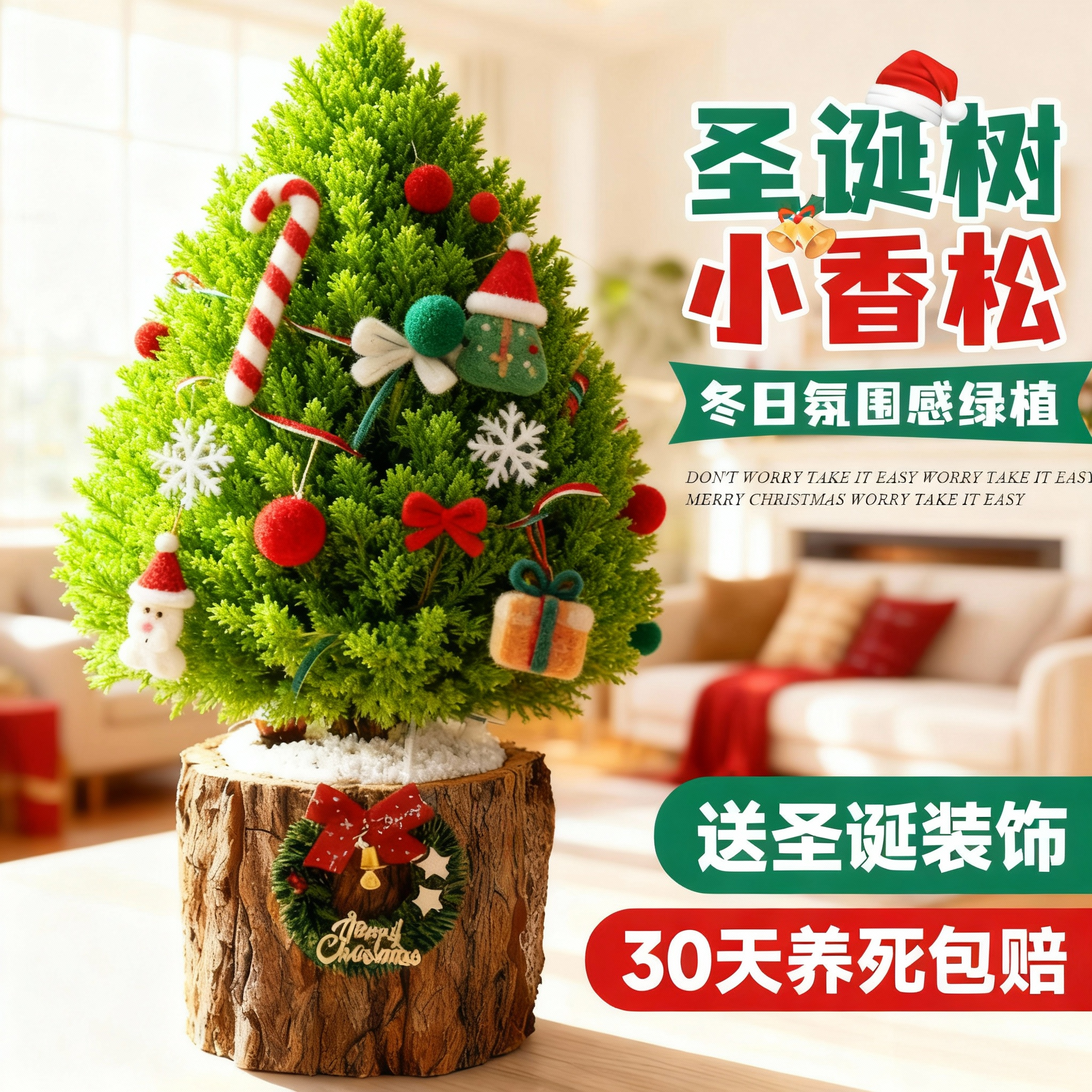 2025新款圣诞树小香松盆栽