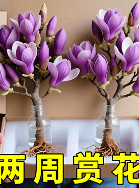 带花苞玉兰花水培鲜切花玉兰鲜枝真花过年花束盆栽客厅摆件年宵花