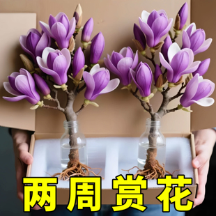 带花苞玉兰花水培鲜切花玉兰鲜枝真花过年花束盆栽客厅摆件年宵花