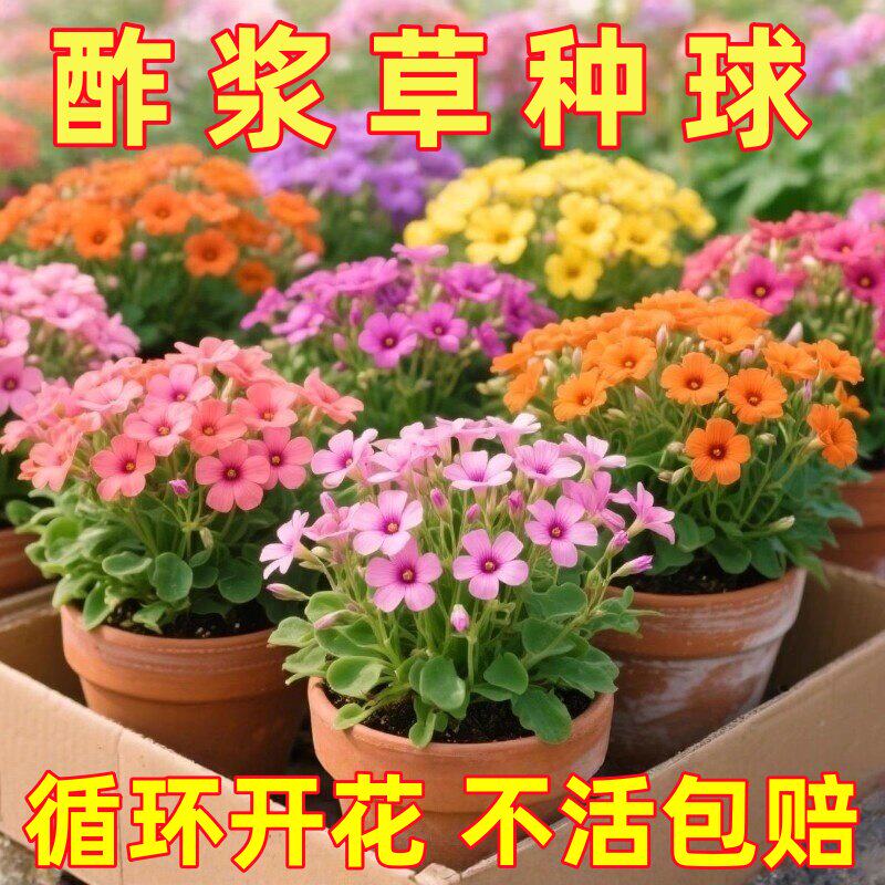 酢浆草种球种籽春植炸浆草紫色关节酢浆草种子四季早花卉盆栽