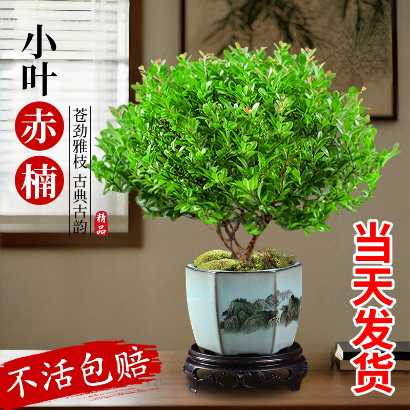 小叶赤楠盆景老桩盆栽树苗金丝楠木桌面绿植物室内四季常青好养活