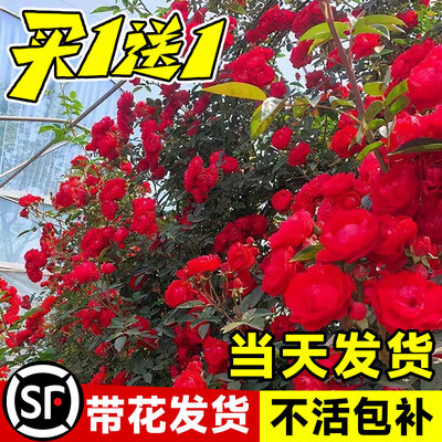 红木香花苗爬藤植物甜蜜黄白木香花树苗庭院四季开花大苗盆栽花卉