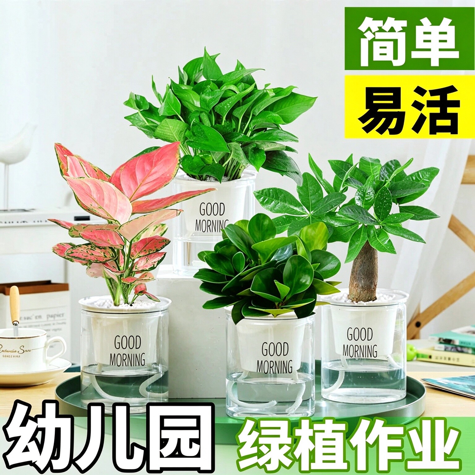 绿植幼儿园小盆栽好养活水培植物四季种植绿萝室内花卉办公室桌面