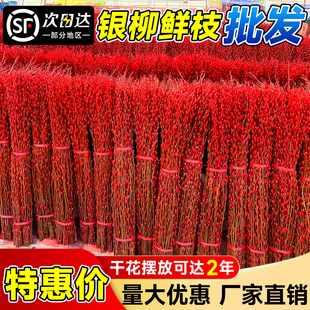 2026银柳真花鲜枝批发干花客厅摆件红色年宵花卉春节新年氛围装饰