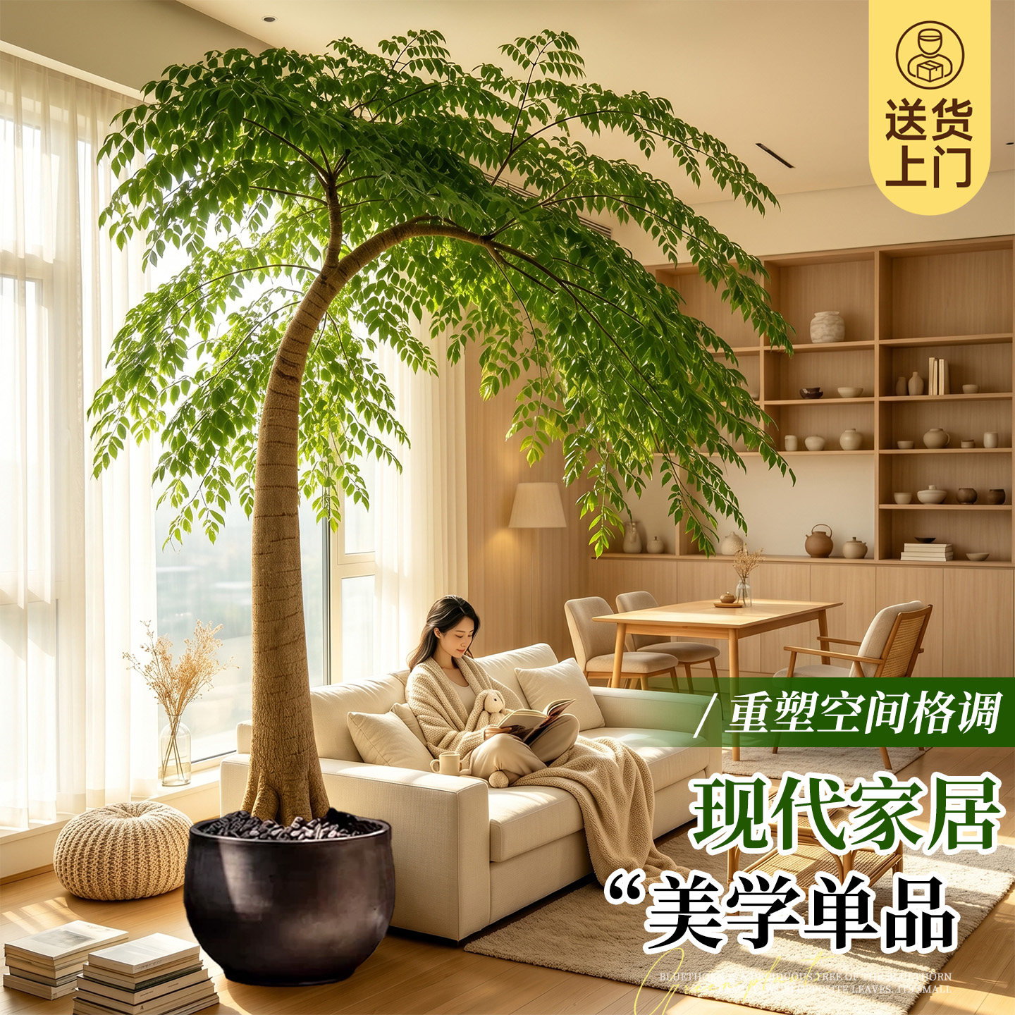 象腿树盆栽室内客厅大型绿植落地式高级感植物四季耐旱常青好养活
