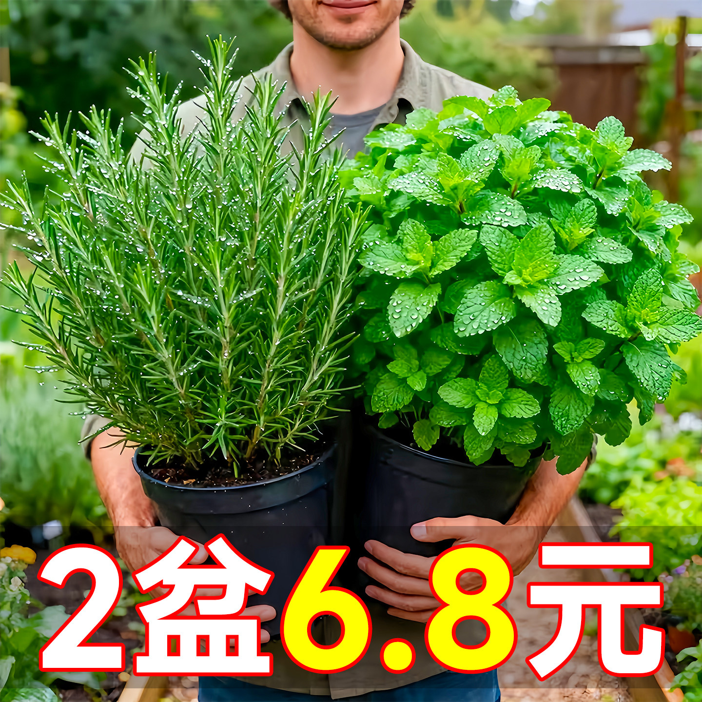 柠檬薄荷盆栽可食用迷迭香薄荷叶苗驱蚊草水培好养花卉室内绿植物