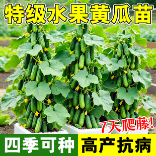 老品种黄瓜苗秧带土玉女高产蔬菜苗大全山东寿光种子阳台盆栽种植