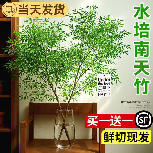 南天竹水培植物室内好养花卉