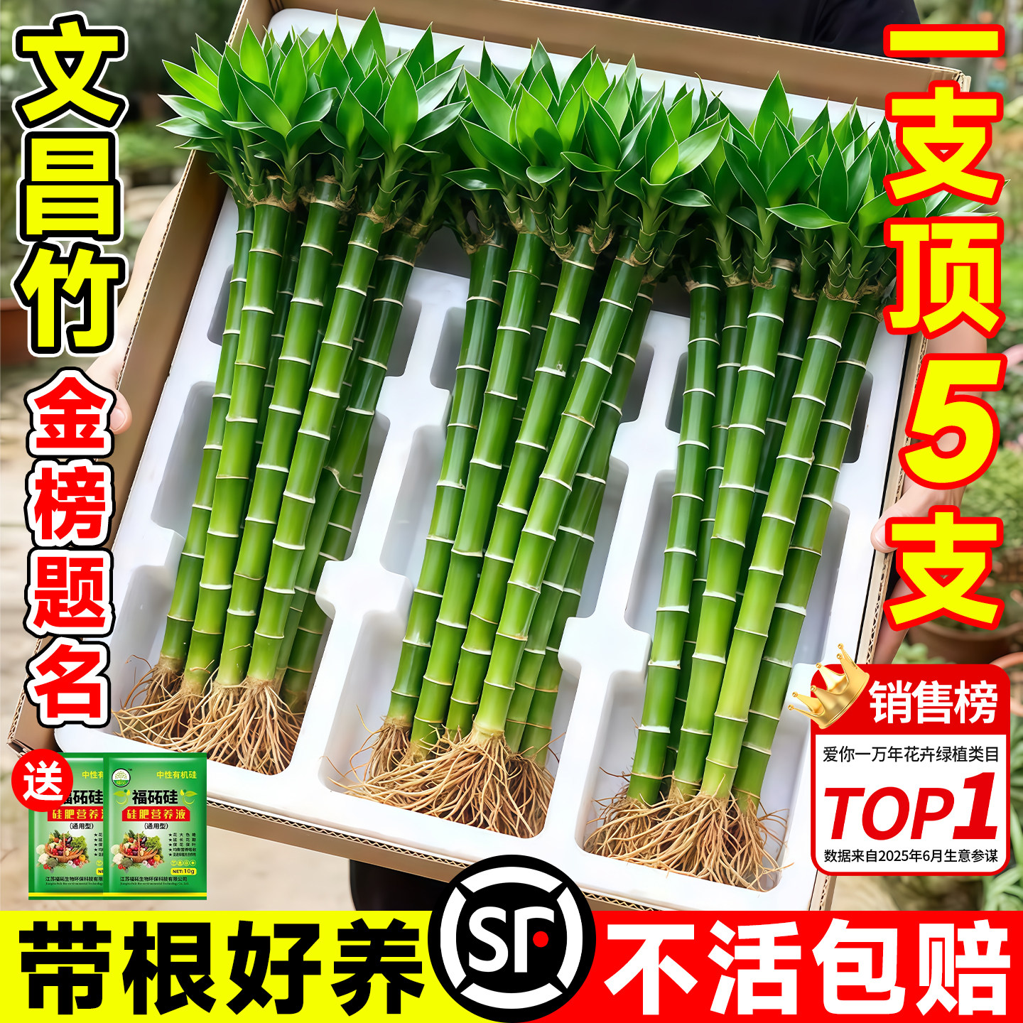 文昌竹龙竹富贵竹水培植物室内好养带根转运竹办公室工位桌面绿植