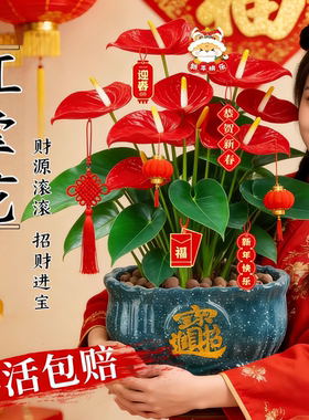 红掌盆栽带花发货客厅鸿运当头招财旺宅好养花卉植物四季好养发财