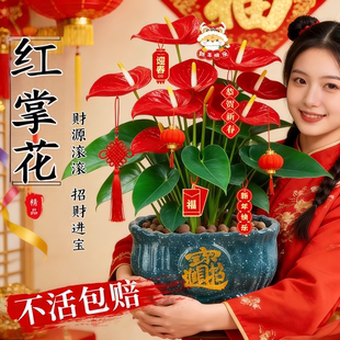 红掌盆栽带花发货客厅鸿运当头招财旺宅好养花卉植物四季 好养发财