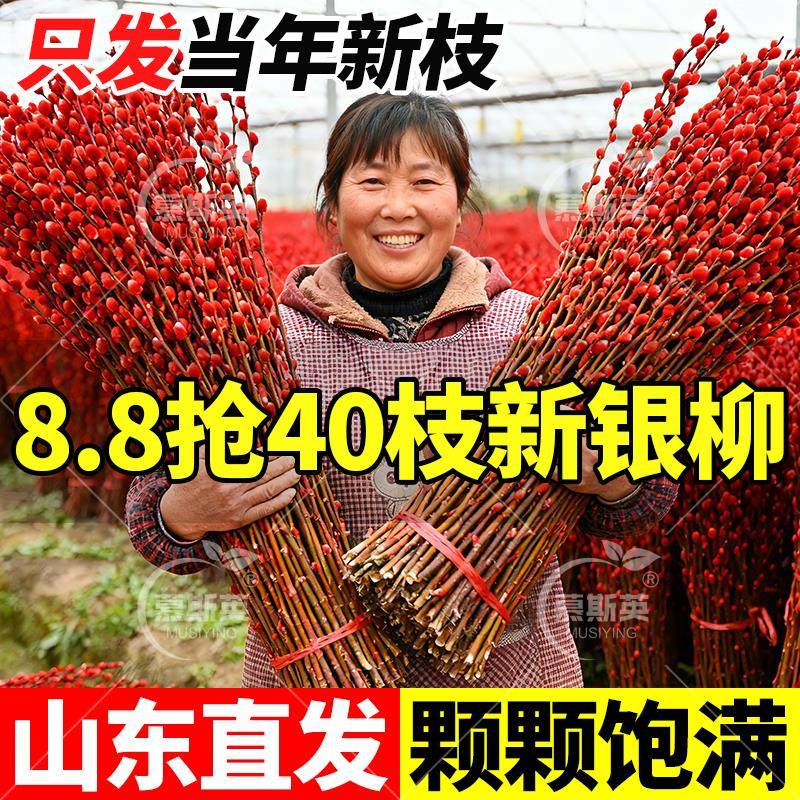 银柳鲜枝真花客厅红色干带