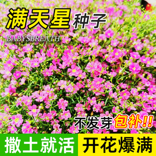 爆盆满天星种子花种孑四季种易活室内外开花盆栽花卉植物花种籽