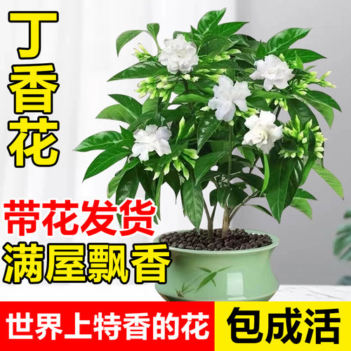 丁香花树苗卉盆栽室内易活四