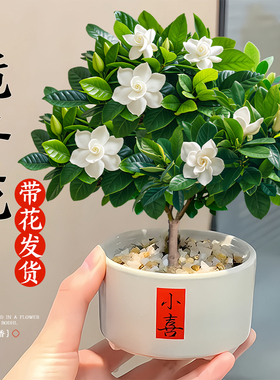 栀子花盆栽绿植物四季办公室内开花卉桌面小摆件好养适合懒人的花