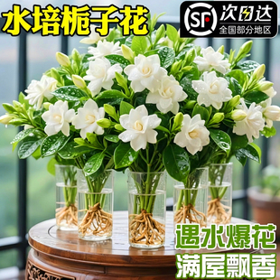 栀子花水培植物花卉盆栽鲜花束带花苞办公室内茉莉花懒人绿植