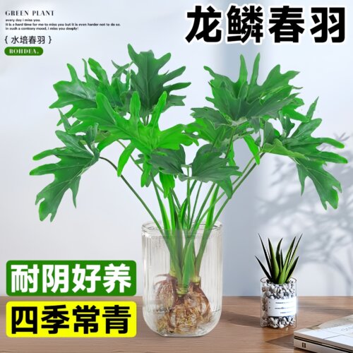 龙鳞春羽雨水培绿植物客厅盆栽办公室内桌面四季好养活耐阴吸甲醛
