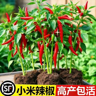小米辣椒苗秧苗朝天椒四季盆栽螺丝薄皮青椒种籽树苗春蔬菜苗大全