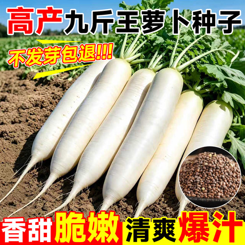 【全网热销】九斤王萝卜种子