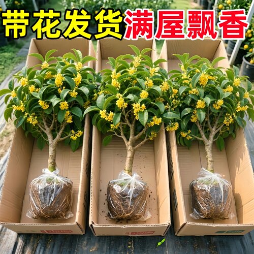 金桂树盆栽地庭院种植阳台