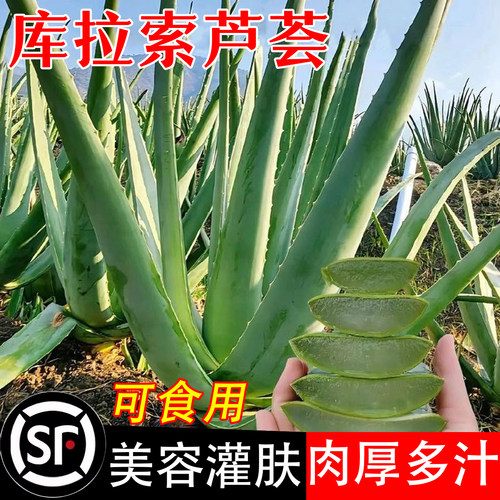 库拉索芦荟盆栽美容植物